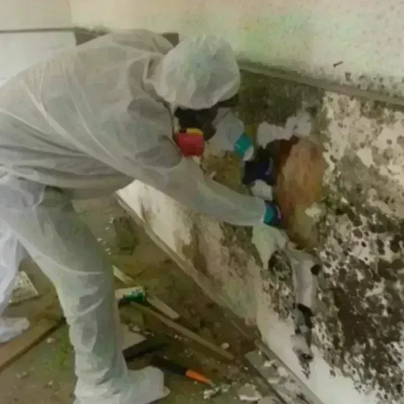 Mold Remediation and Removal in Owens Cross Roads, AL